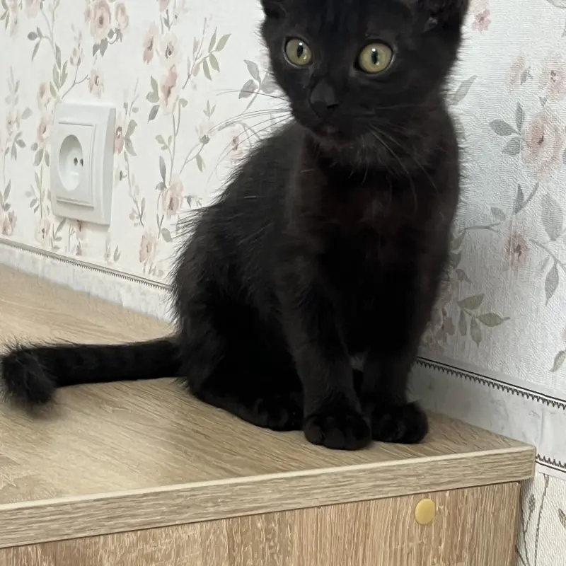 Котенок Кузя, 2 месяца  | image 2