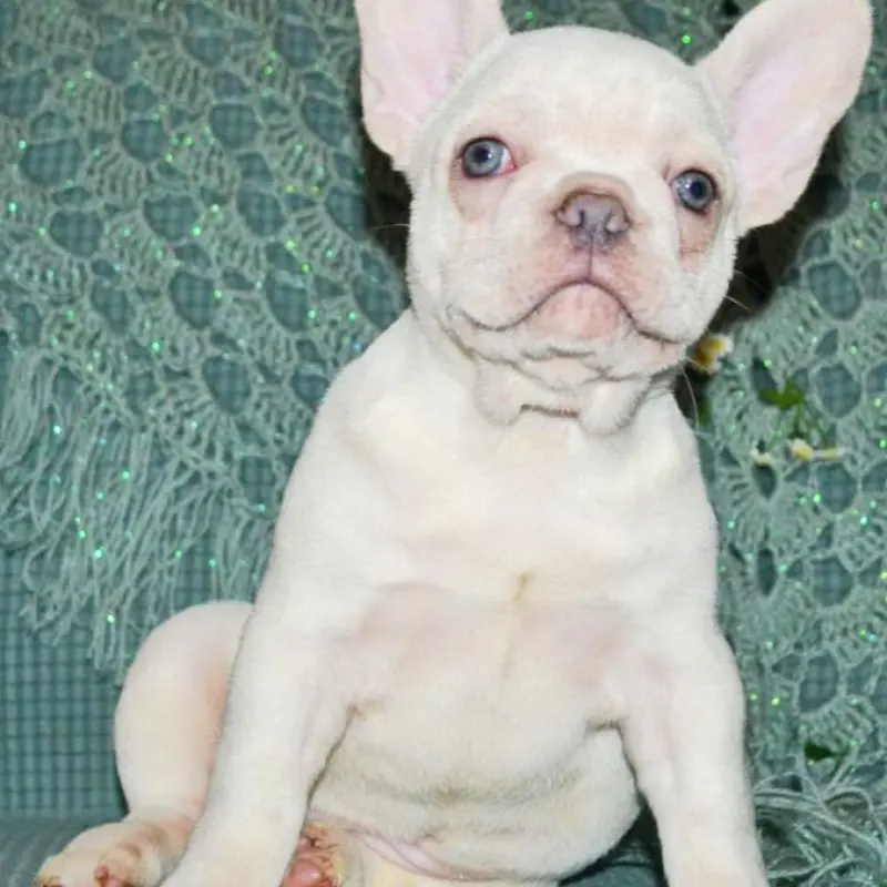 Французские бульдожки кремового окраса - мальчик и девочки ждут семью! | image 2
