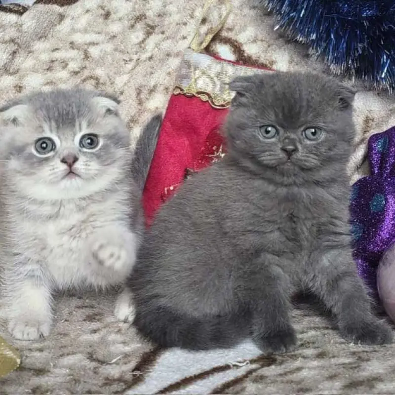 Шотландские вислоухие котята - серебристый мальчик и голубая девочка | image 4