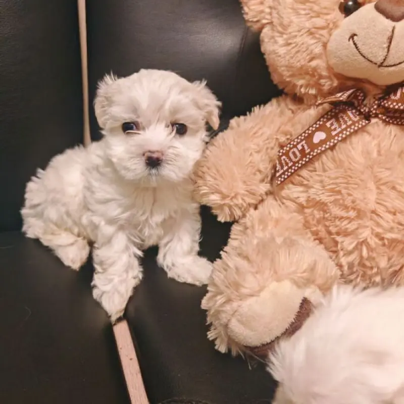 Щенки с мордочками беби-фейс, готовы к бронированию | image 2