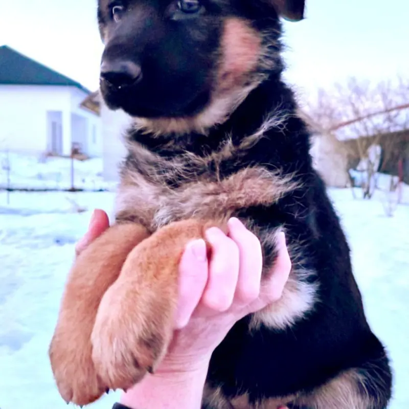 Щенок немецкой овчарки от чемпиона | image 1