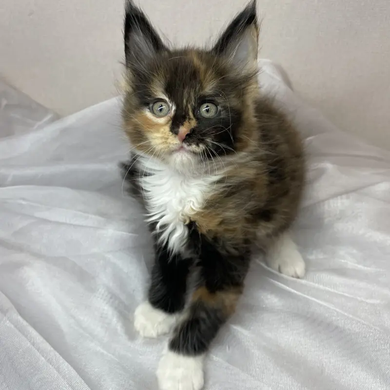 Мейн-кун бронирование  | image 1