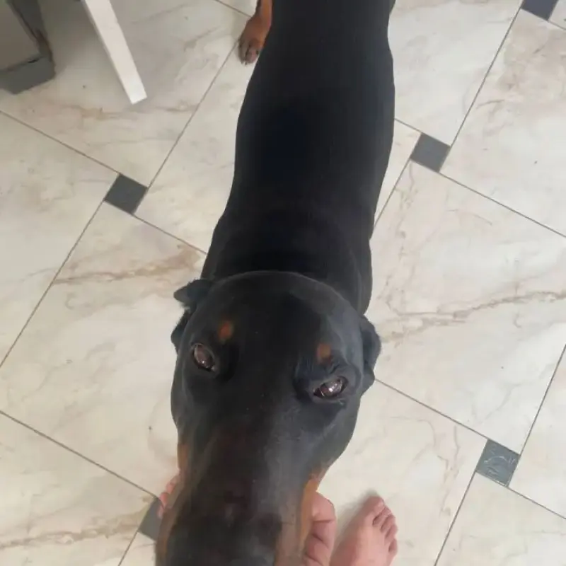 Щенки от пары с отличной родословной | image 2