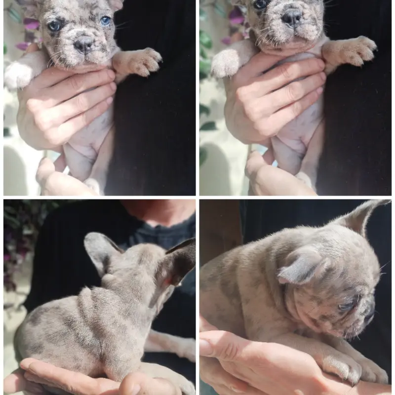 Французский бульдог | image 1