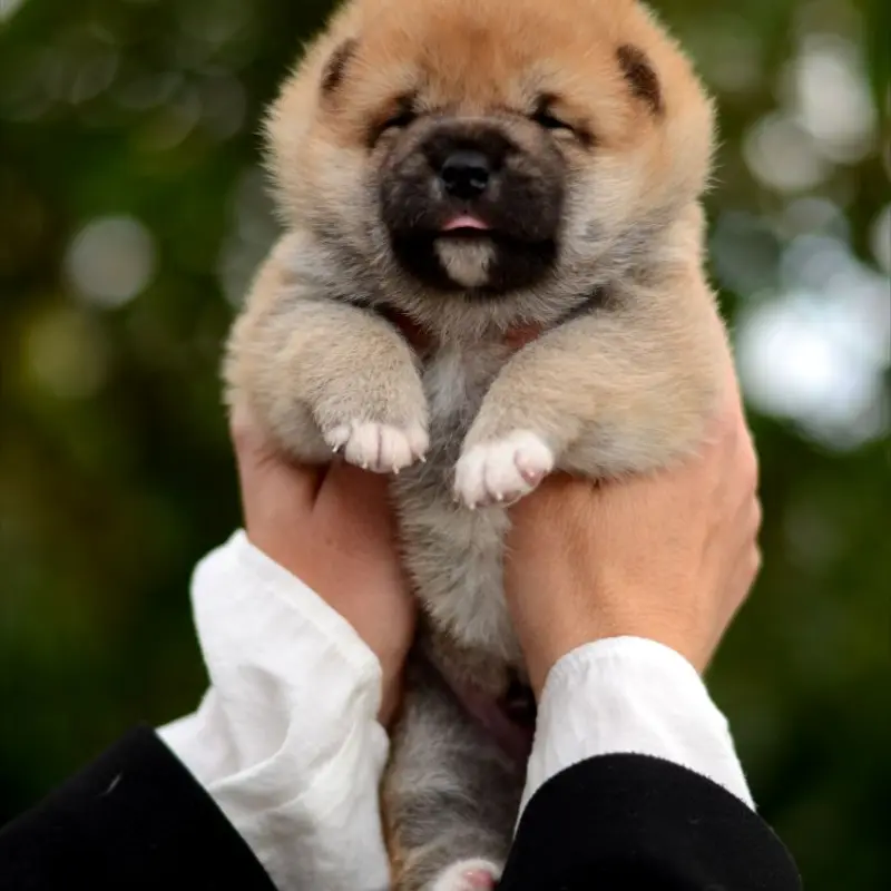 Щенки сиба-ину | image 3