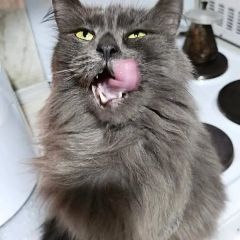 Шикарный Лео в любящие ручки  | image 1