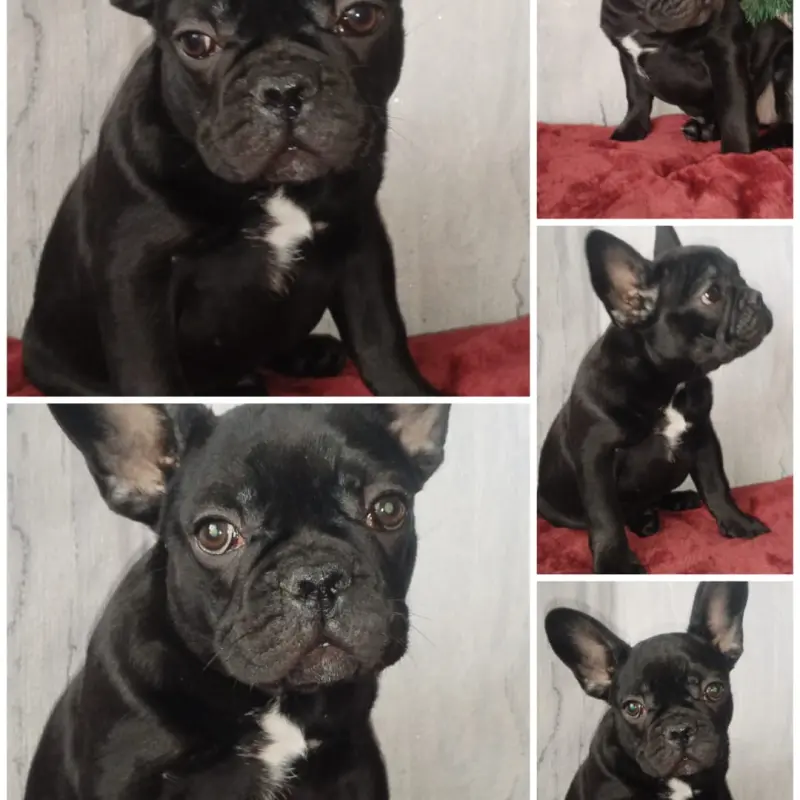 Французский бульдог  | image 2