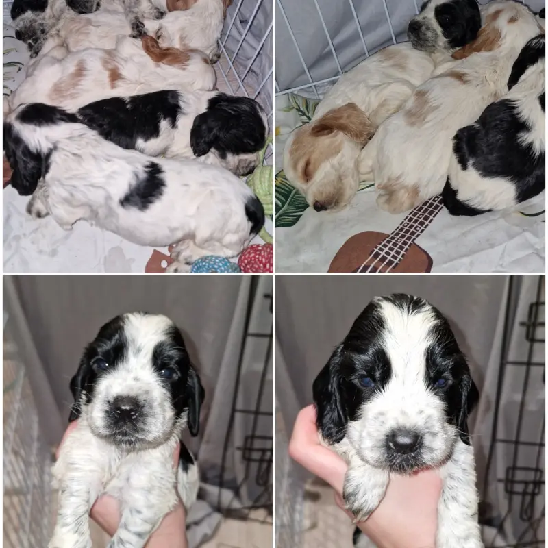 русский спаниель,рос щенки  | image 1