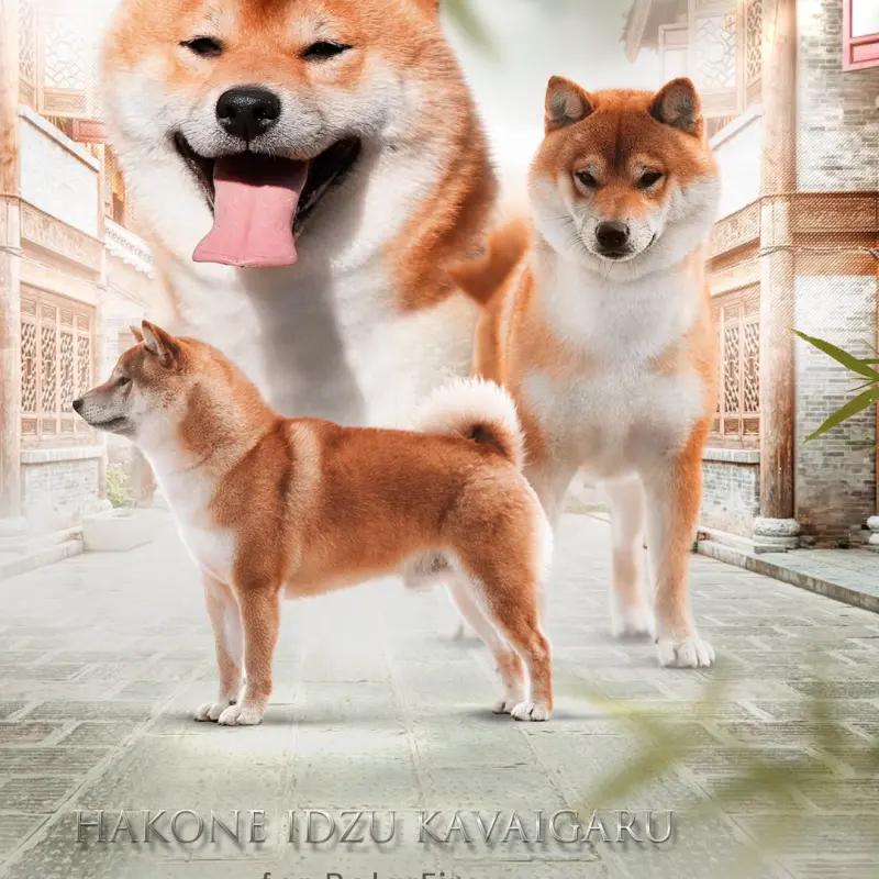 Щенки Сиба Ину ( Шиба )  | image 7