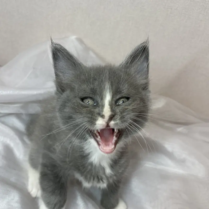 Мейн-кун бронирование  | image 3