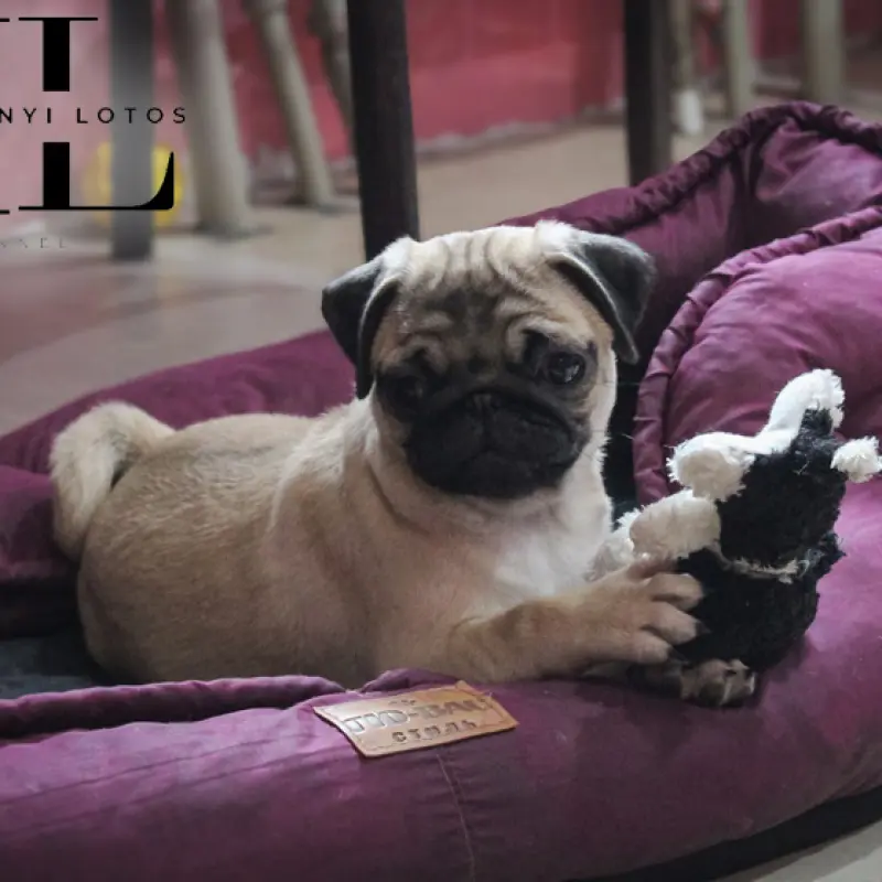 Мопс щенок из племенного питомника | image 6