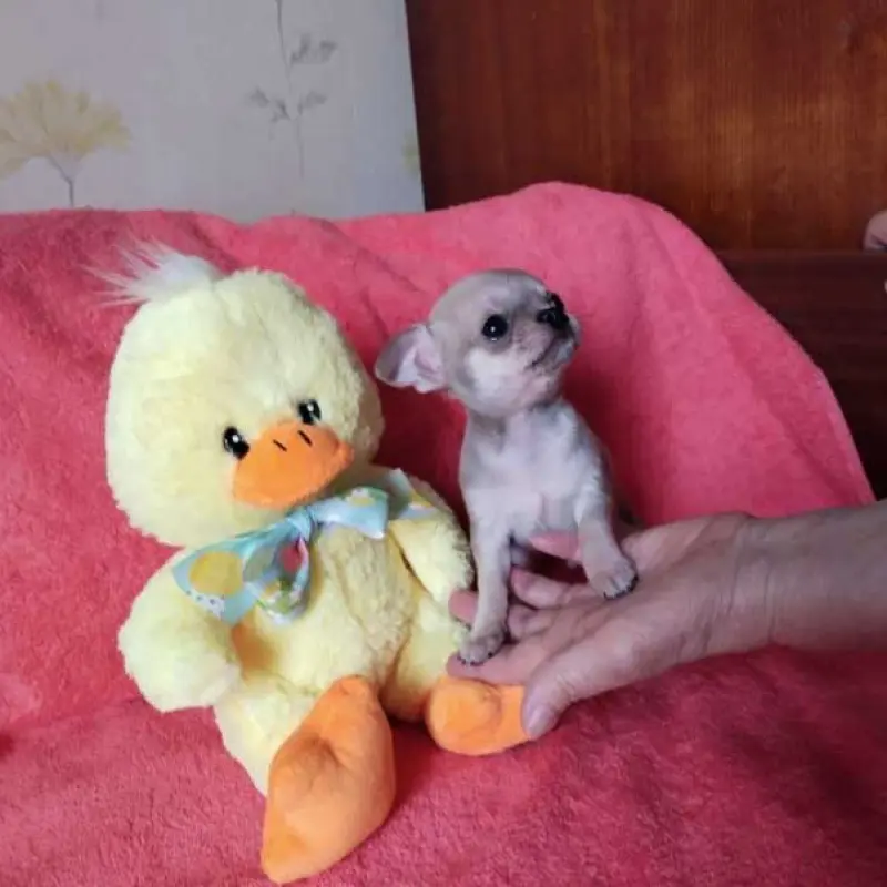 Мини чихуахуа - очаровательный малыш! | image 1