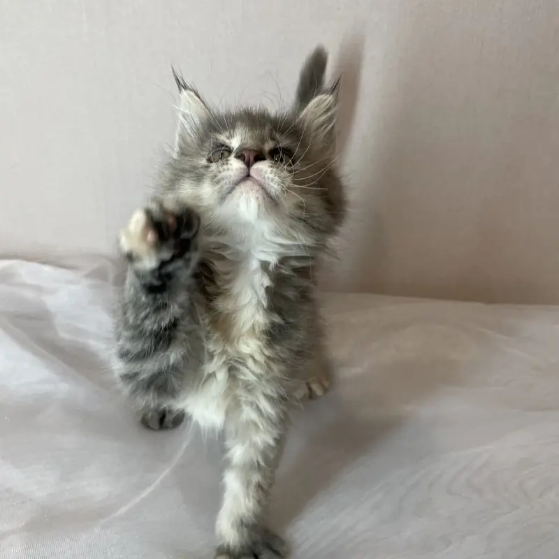 Мейн-кун бронирование  | image 5