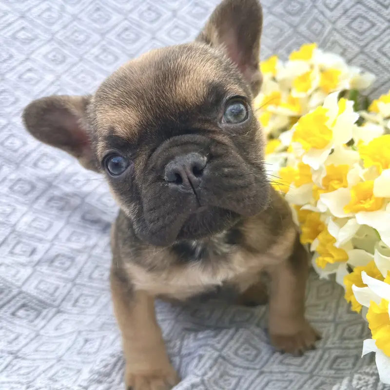 Французские бульдог девочка | image 1