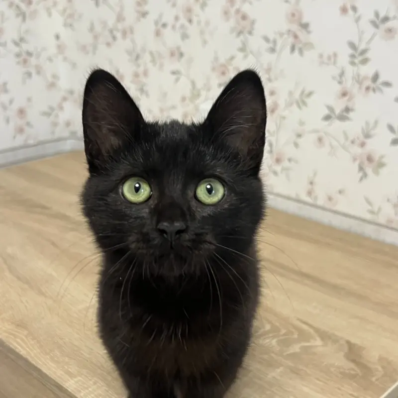 Шоколадный котенок, 3,5 месяца  | image 6