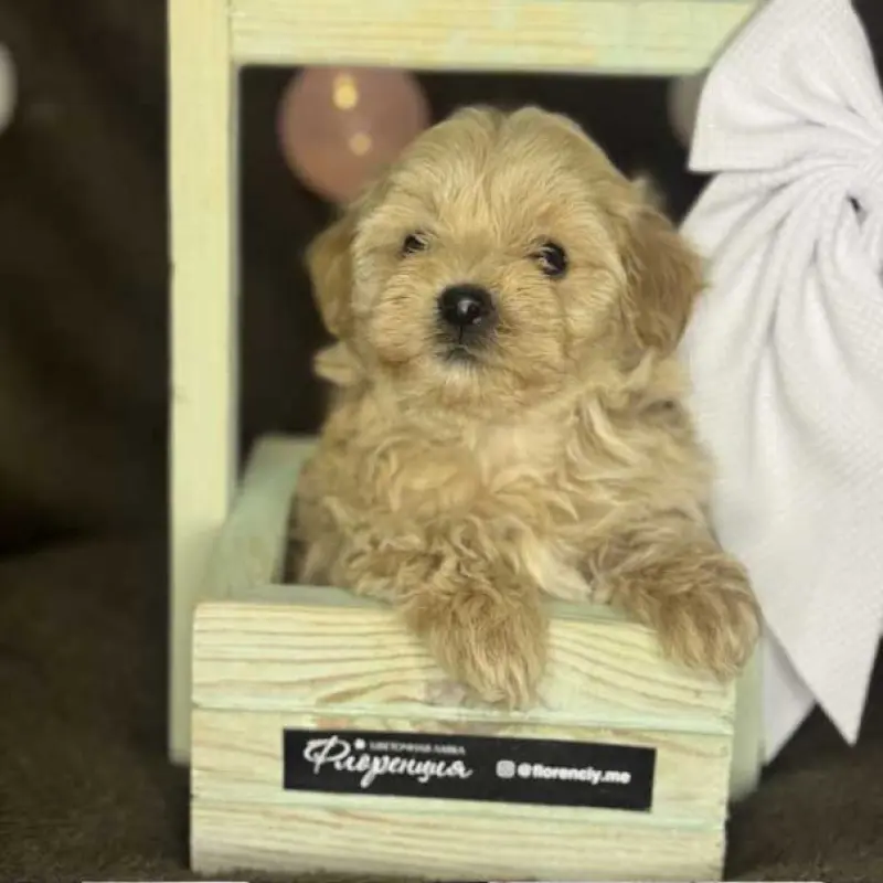 Мини мальтипу F1, очаровательные малыши | image 1