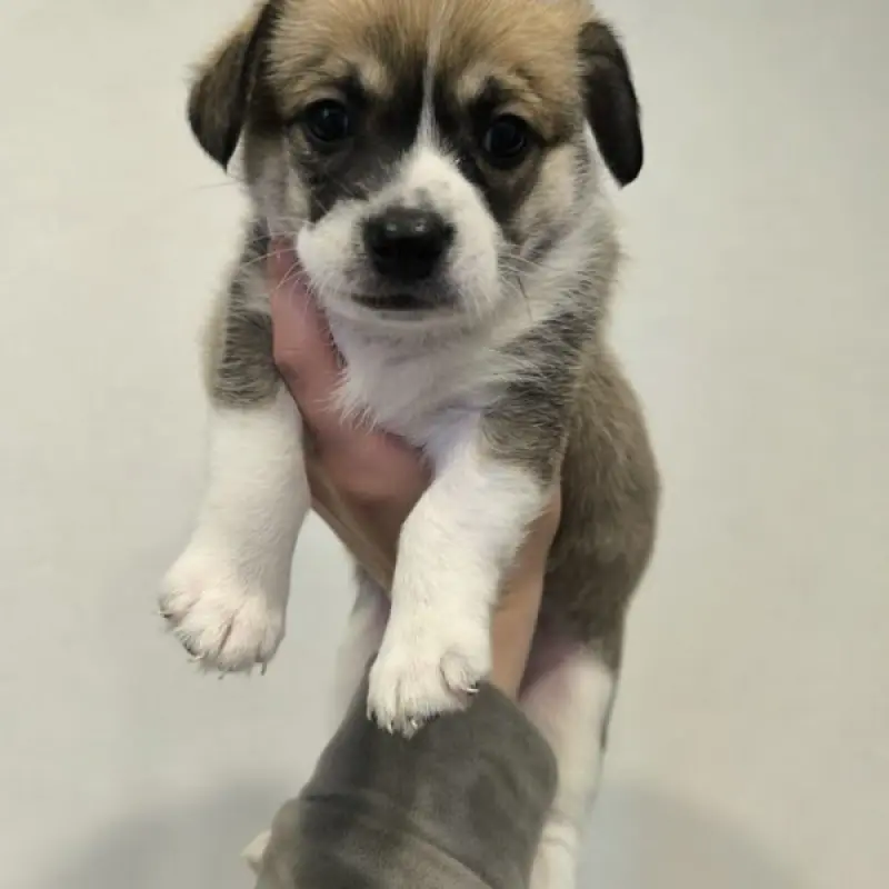 Очаровательные щенки от Корги и Джек-рассел-терьера | image 4