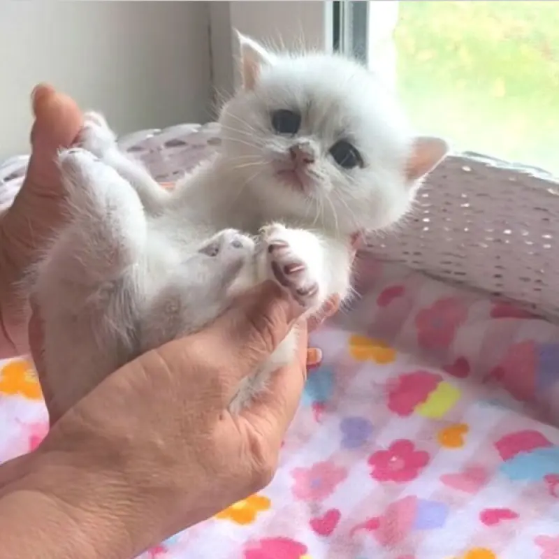 Шотландские котята | image 5