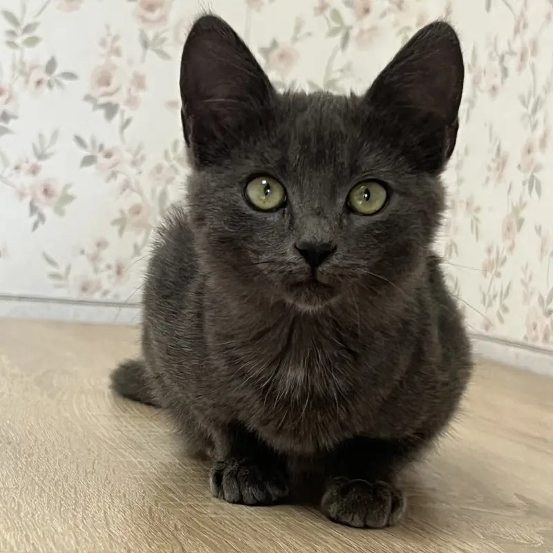 Котенок а-ля русская голубая, 3,5 месяца  | image 2
