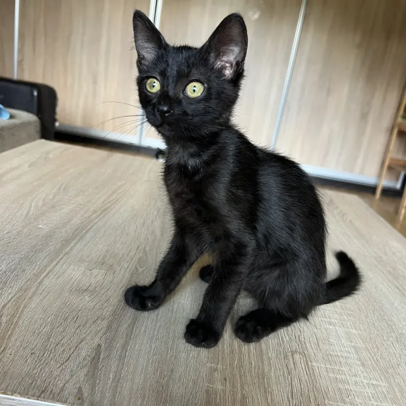Котенок Кузя, 2 месяца  | image 6