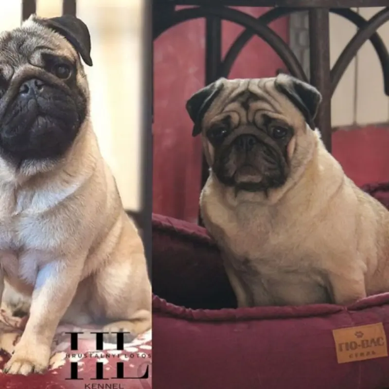 Мопс щенок из племенного питомника | image 7