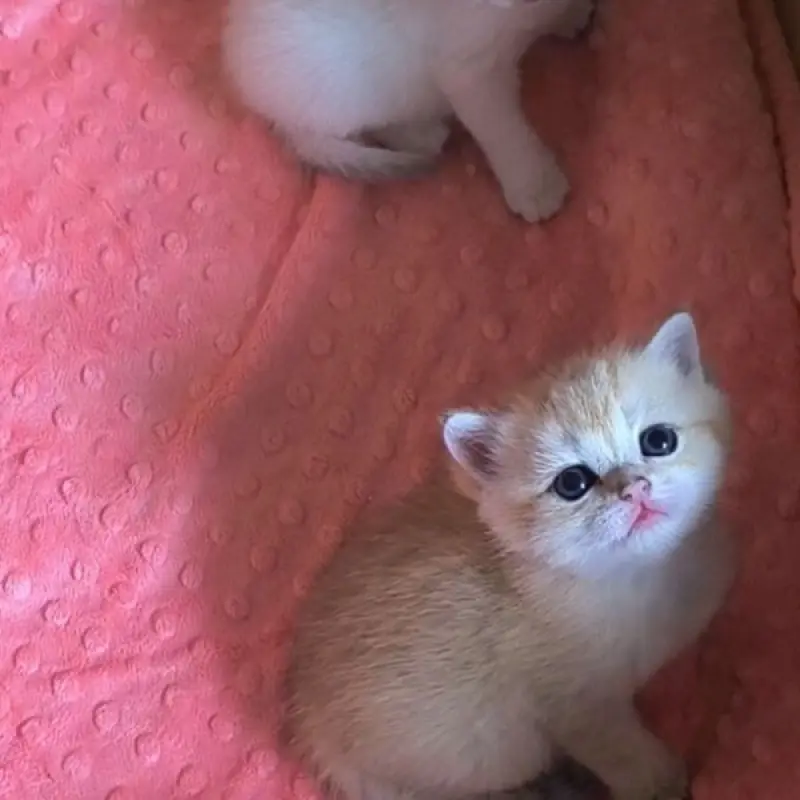 Шотландские котята | image 6