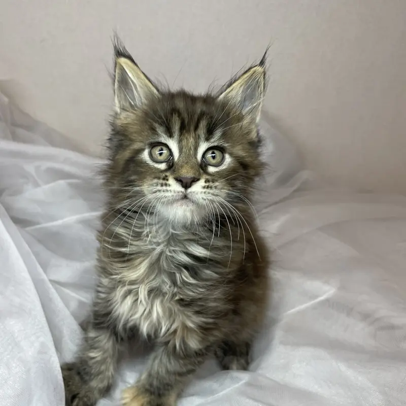 Мейн-кун бронирование  | image 1