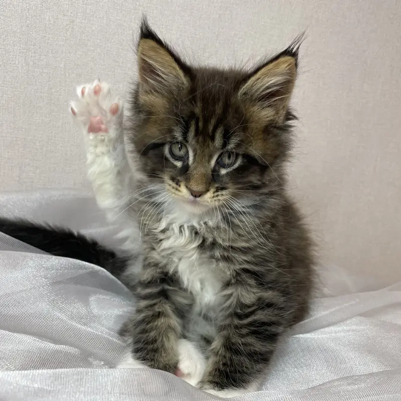 Мейн-кун бронирование  | image 2