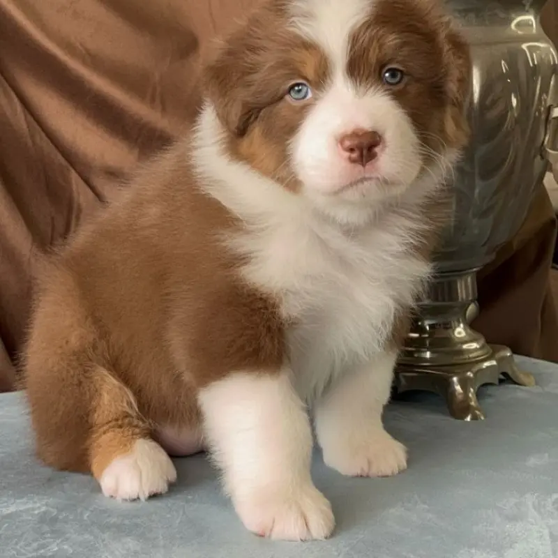 Австралийская овчарка девочка  | image 2