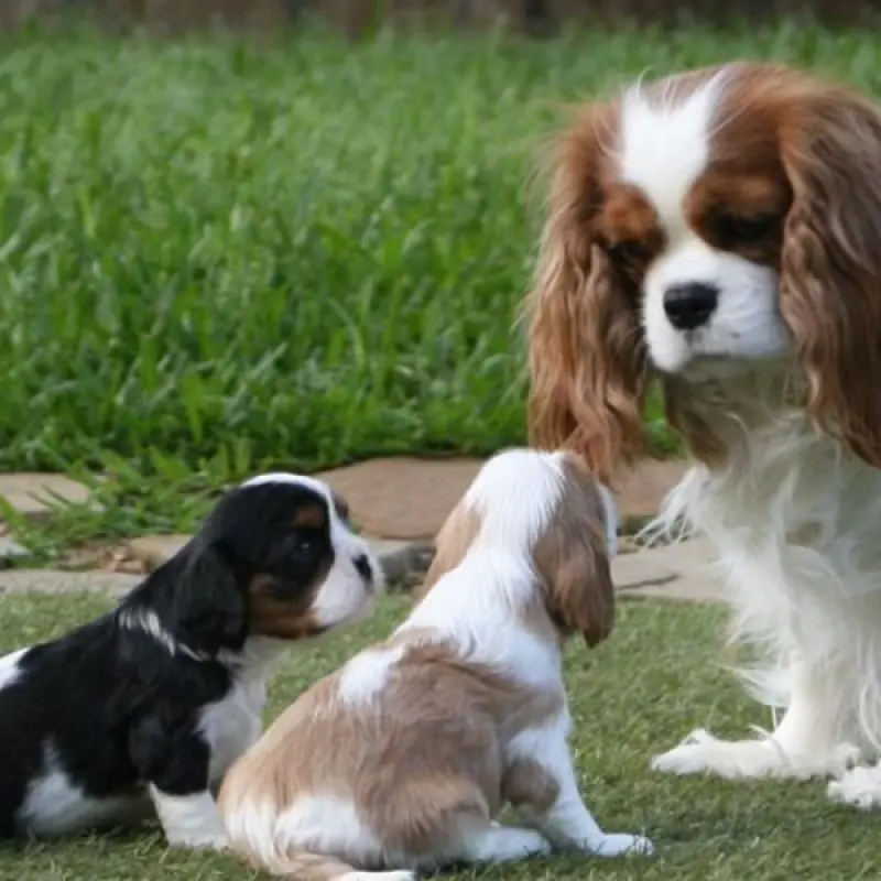 Щенки бленхейм окраса для любящей семьи | image 1