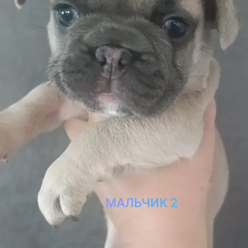 Щенки Французского бульдога  | image 2