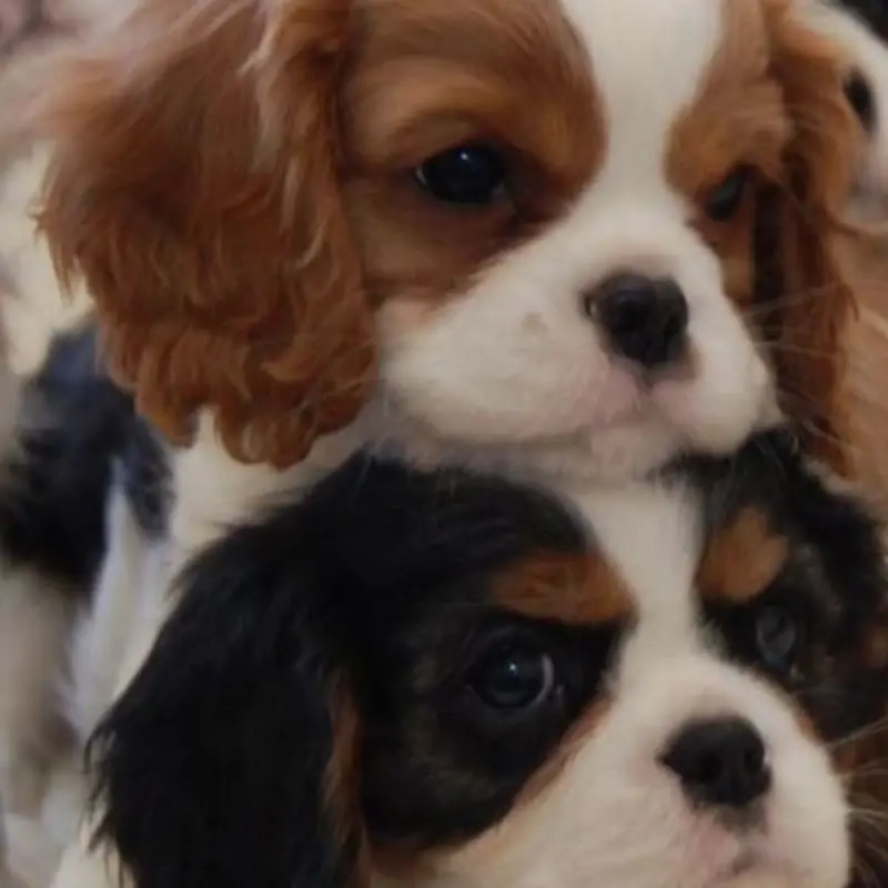 Щенки бленхейм окраса для любящей семьи | image 2