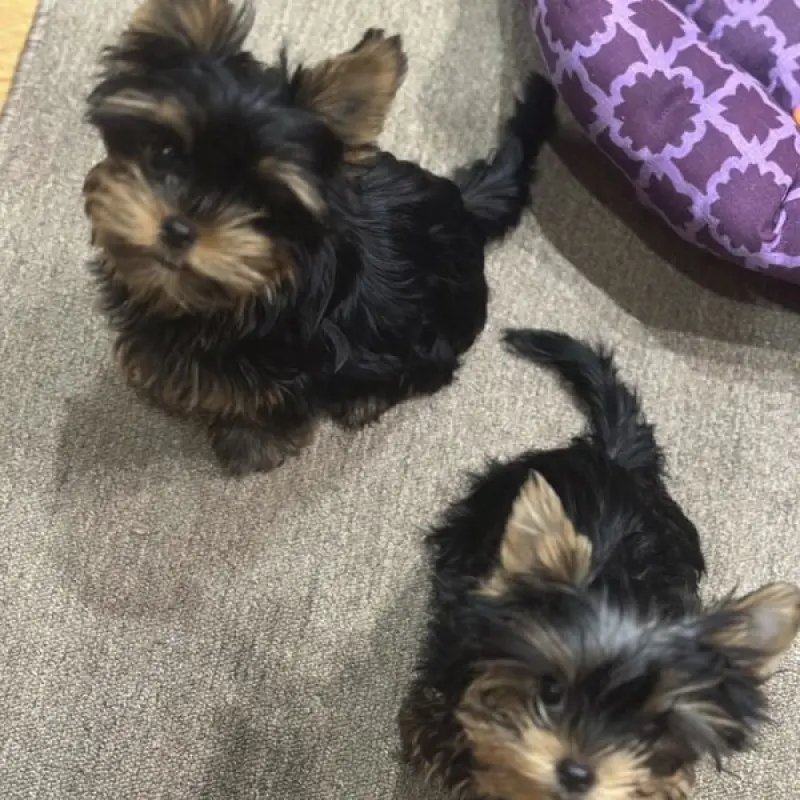 Щенки йоркширского терьера девочка и мальчик ждут свою семью | image 2