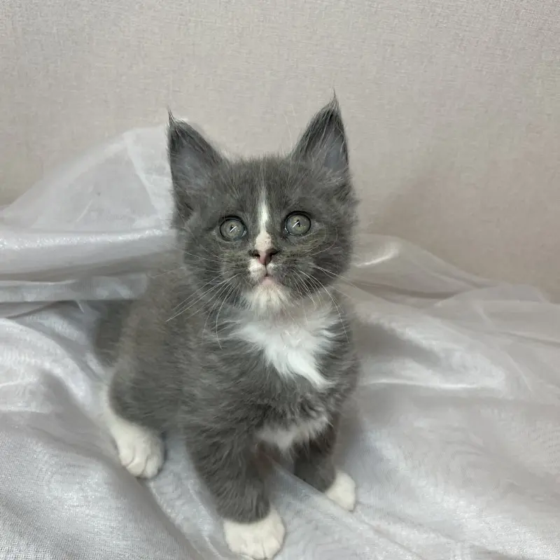 Мейн-кун бронирование  | image 1