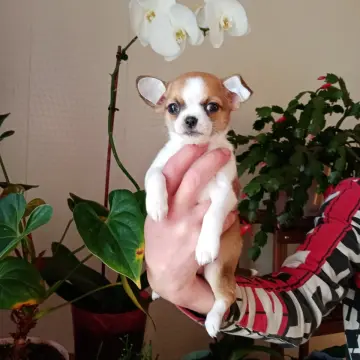 Щенок чихуахуа 