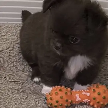 Очаровательные щенки чихуахуа | image 5