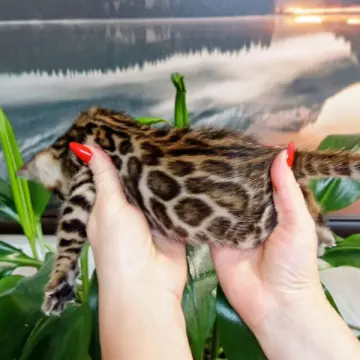 Бенгальские котята - чистокровные малыши ждут своих хозяев! | image 2