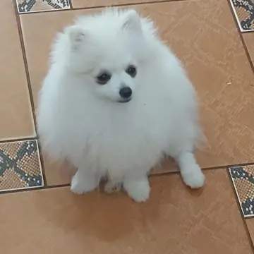 Щенок померанский шпиц. Доставка.