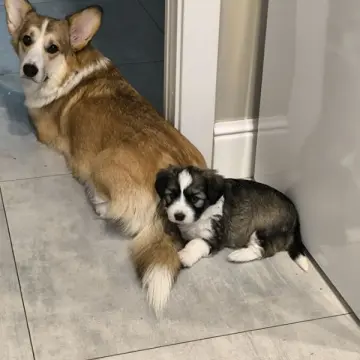 Очаровательные щенки от Корги и Джек-рассел-терьера | image 2