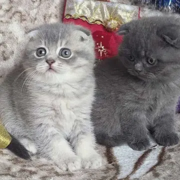 Шотландские вислоухие котята - серебристый мальчик и голубая девочка | image 2