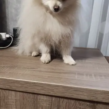 Померанский шпиц | image 3