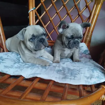 Милые щенки французский бульдог. | image 3