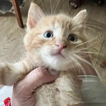 Малыши ищут дом