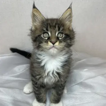 Мейн-кун бронирование 