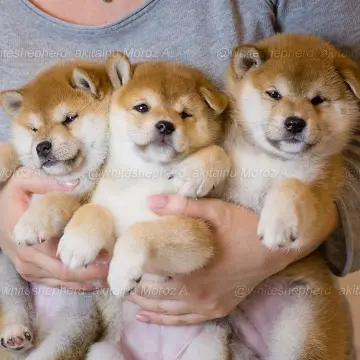 Щенки Сиба Ину ( Шиба )  | image 2