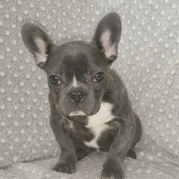 Французский бульдог, девочка. | image 8