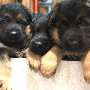 Щенок немецкой овчарки от чемпиона | image 2