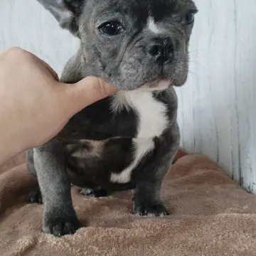 Щенок французского бульдога девочка. Доставка.