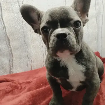 Французский бульдог девочка голубого окраса. | image 8