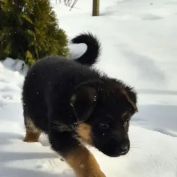 Щенок немецкой овчарки от чемпиона | image 4